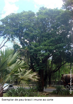 Pau brasil300