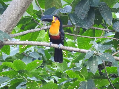 ferias tucano alvarofleury chacri wiki